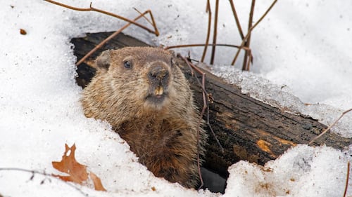 Aurons-nous un printemps hâtif? Voici la prédiction de Fred, la marmotte